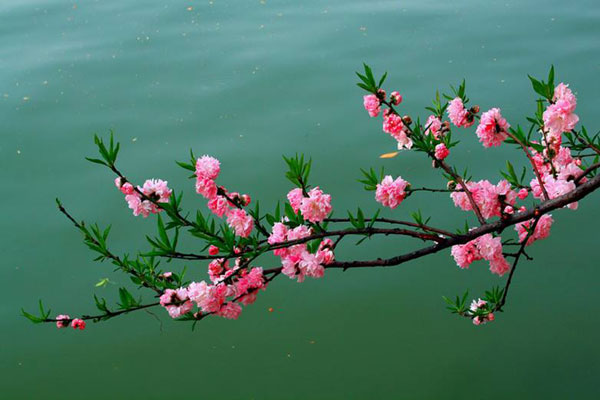 忆秋浦桃花旧游，时窜夜郎