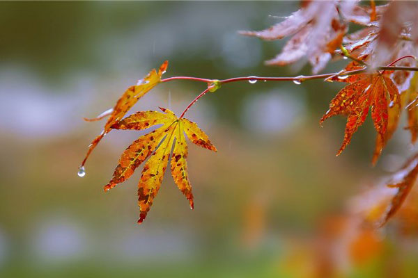 酬裴侍御对雨感时见赠