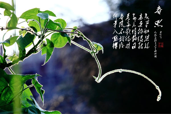 李白《春思》