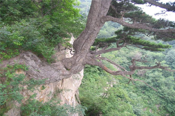 访戴天山道士不遇