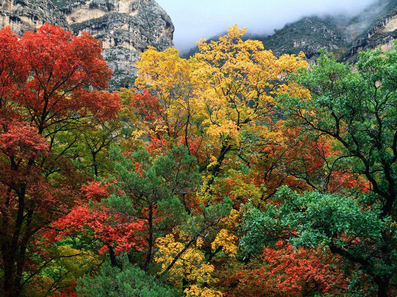 羌村,羌村三首,其三