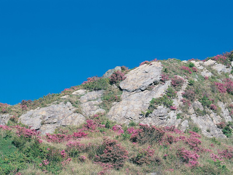 《醉蓬莱·归故山》原文,(宋)王沂孙词作赏析