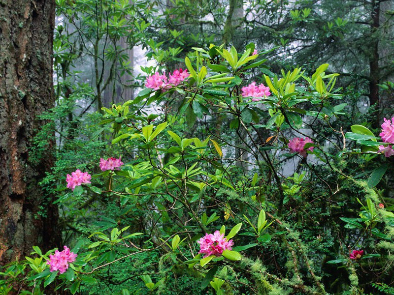 《蝶恋花·散花楼送客》(城上清笳城下杵)原文翻译赏析-纳兰性德诗词