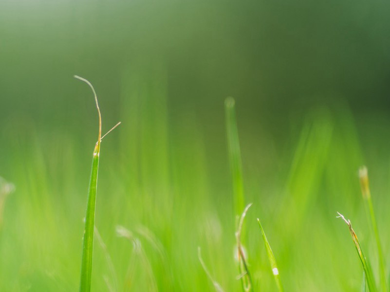 临安,临安春雨初霁