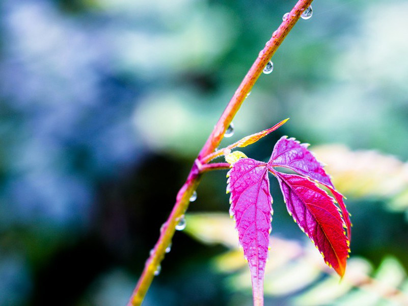 《七哀》原文赏析-曹植古诗-魏晋诗歌