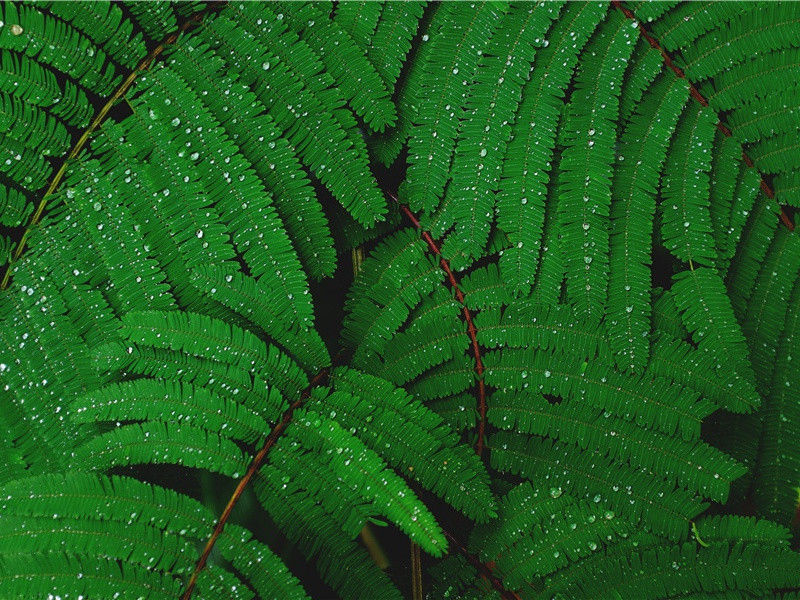 雨后,雨后