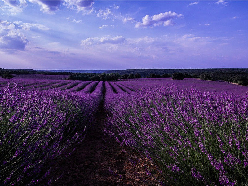 黄巢《菊花》待到秋来九月八赏析-唐代关于春花秋月的古诗