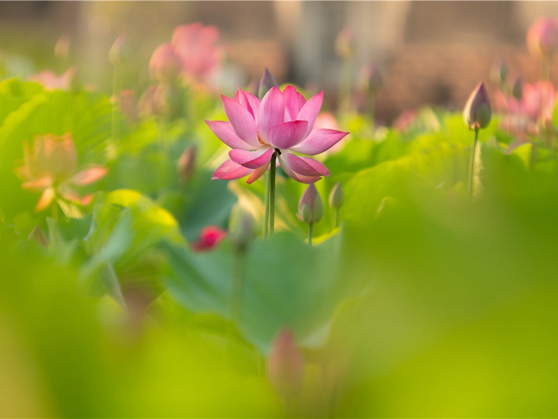 柳永《秋蕊香引·留不得》赏析-宋代关于离情别绪的古诗