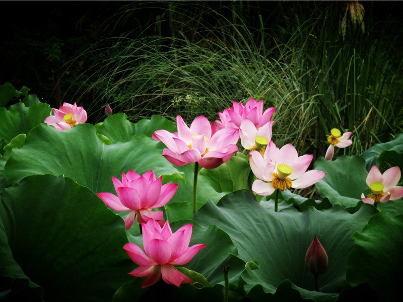 桃花,桃花源诗并记