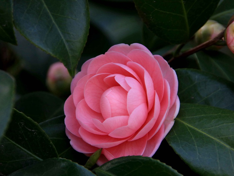 登金,登金陵雨花台望大江