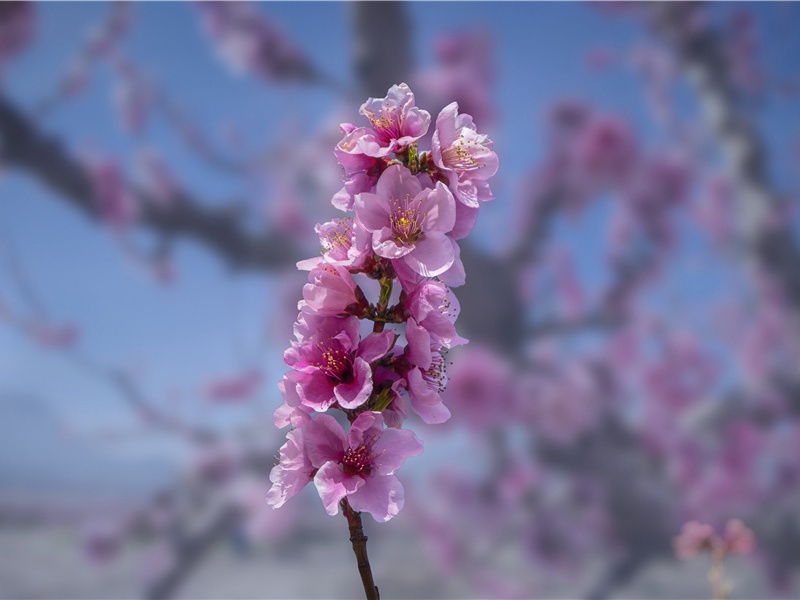 雨前初见花间蕊,雨后兼无叶里花的意思出处赏析