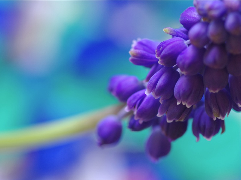 今年花胜去年红的意思出处赏析