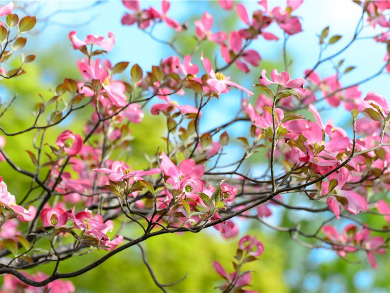 叹花,叹花,怅诗