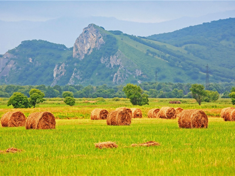 登金,登金陵凤凰台