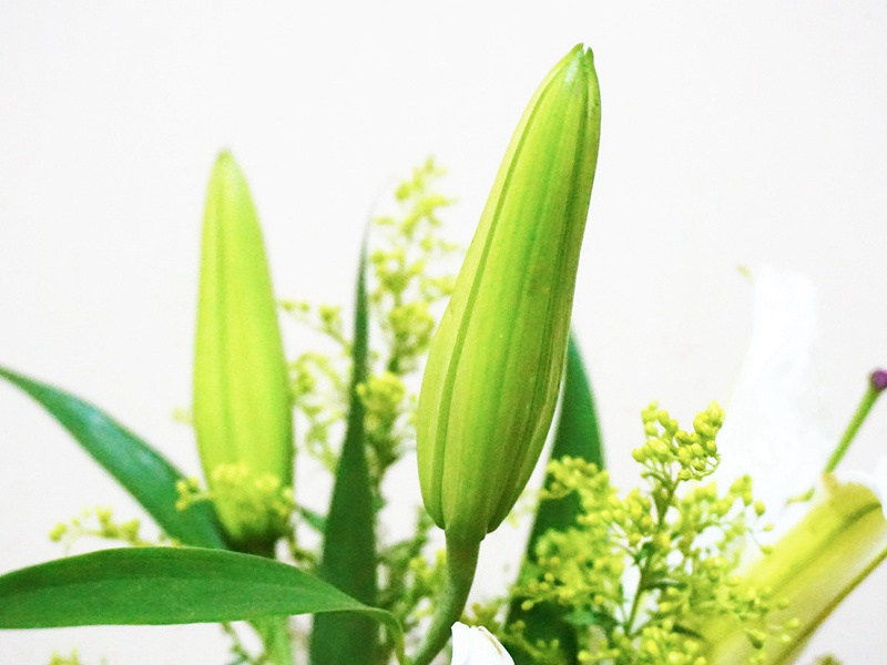 曾是洛阳花下客,野芳虽晚不须嗟的意思出处诗名赏析