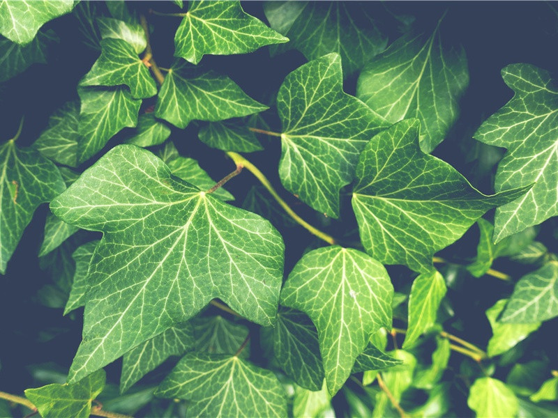 天下英雄谁敌手?曹刘.生子当如孙仲谋的意思出处赏析