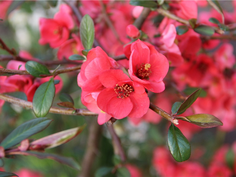 梅花,梅花