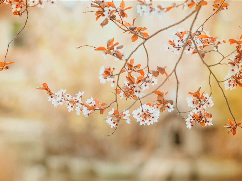 题菊,题菊花,飒飒西风满院栽