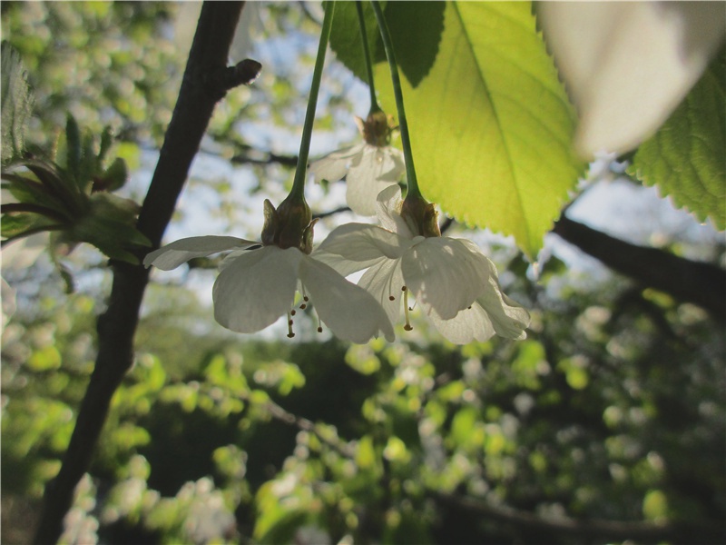 山下兰芽短浸溪,松间沙路净无泥,潇潇暮雨子规啼.的意思出处诗名赏析