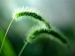 东边日出西边雨,道是无晴却有晴出处赏析-刘禹锡《竹枝词二首》一景两色,一石