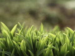 《夜半乐·冻云黯淡天气》原文,(宋)柳永词作赏析