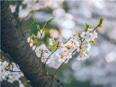 《留春令·画屏天畔》原文翻译赏析视频-晏几道-宋词三百首