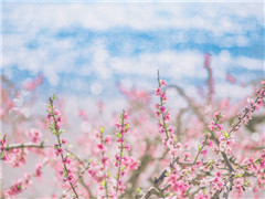 《忆王孙·春词》原文翻译赏析视频-李重元-宋词三百首