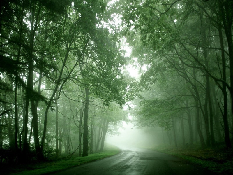 怪生无雨都张伞,不是遮头是使风的意思出处诗名赏析