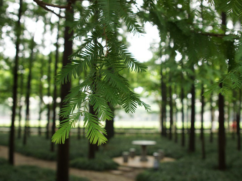 蝶恋,蝶恋花,和赵景明知县韵